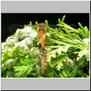 Sympetrum striolatum - Grosse Heidelibelle 01.jpg